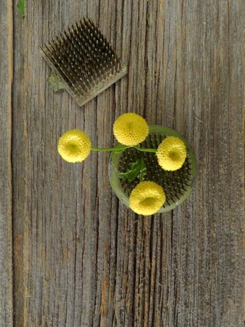 Button Yellow Matricaria